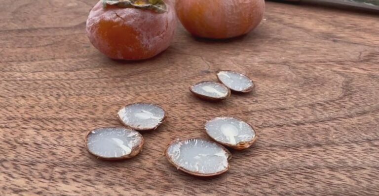 Missouri Gardeners Are Splitting Persimmon Seeds This Week To See What Winter Has Planned