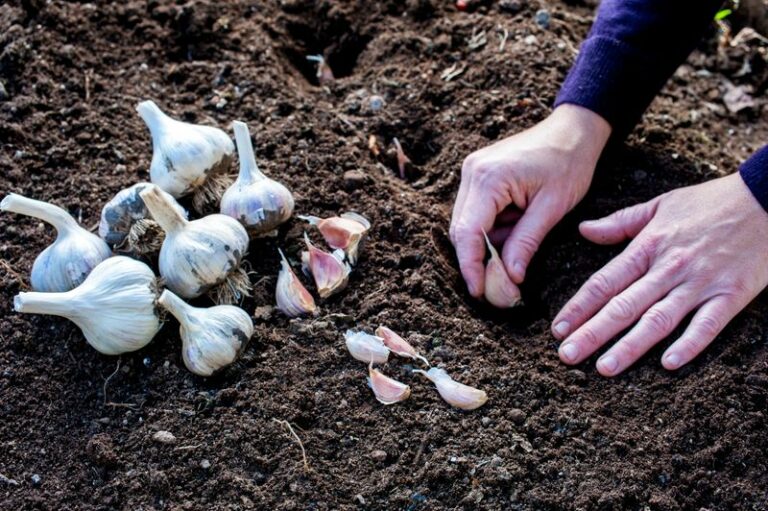 How to grow fatter, sweeter Oregon garlic next summer – and the one planting mistake to avoid this fall
