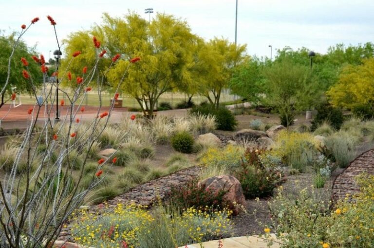 Is Desert Ruellia Right for Your Sunny Block Wall in Arizona?