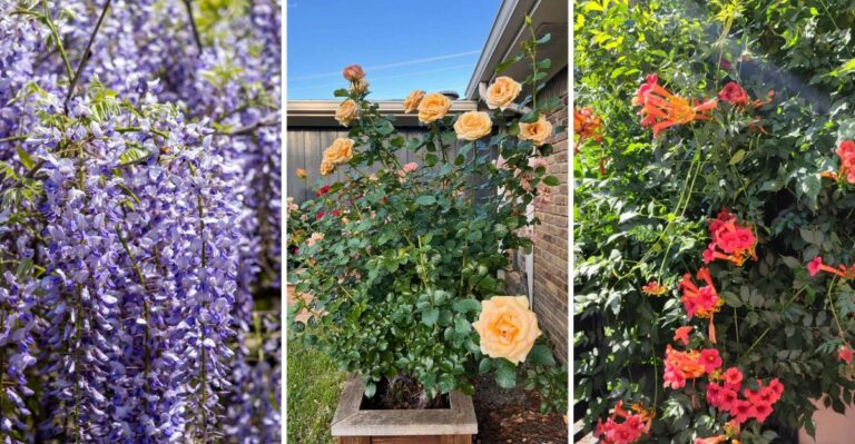 Popular Garden Plants That Are Actually More Trouble Than They’re Worth