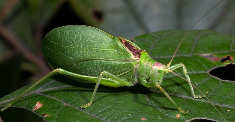 A Loud Nightly Insect Chorus Is Peaking In New Jersey Backyards This Week
