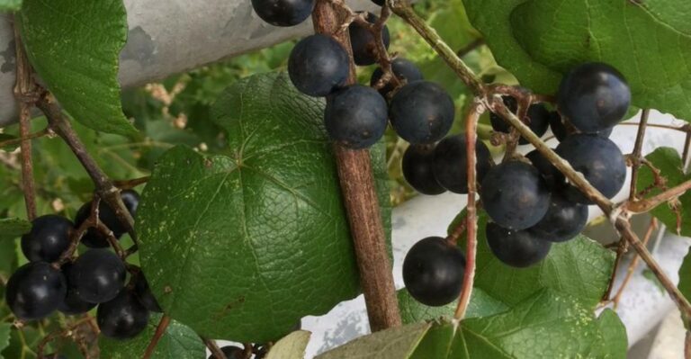 Why North Carolina Muscadines Drop From The Vine Right Before Harvest