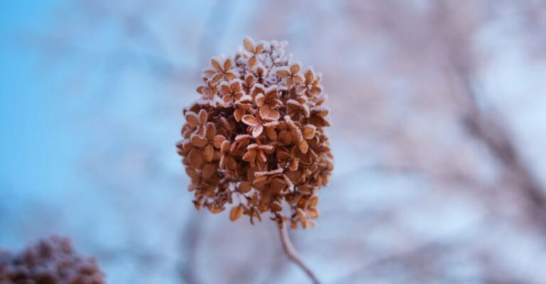 The One Fall Task That Makes New York Hydrangeas Bloom Again Next June