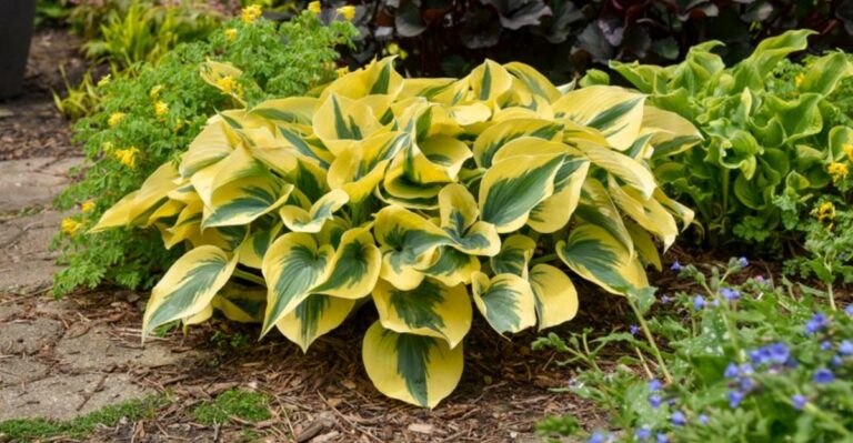 8 Easy Ways To Set Up Your North Carolina Hostas For An Even Better Comeback Next Spring