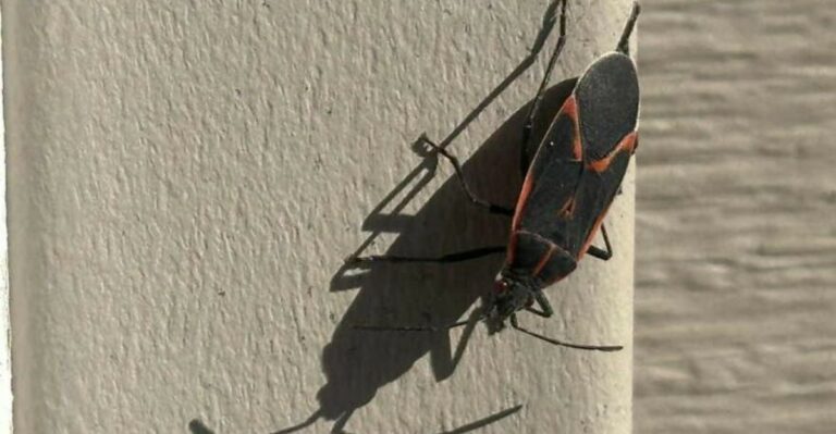 Why Boxelder Bugs Cluster On Sunny North Carolina Walls Every Fall