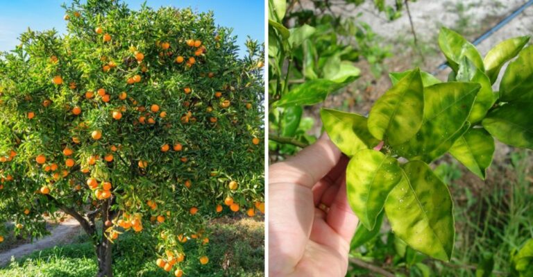 Why California Is Quarantining Backyard Citrus Trees In Some Neighborhoods