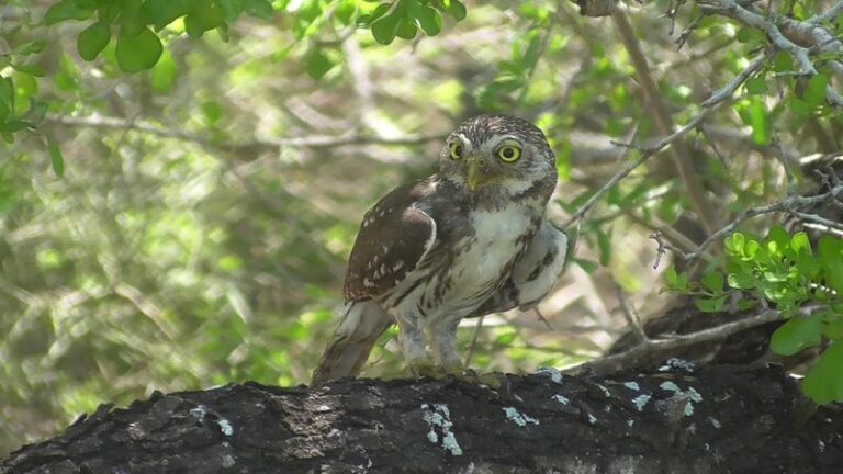 More Elf Owls Hunting Your Arizona Yard At Night Means Fewer Rats (How To Attract Them)