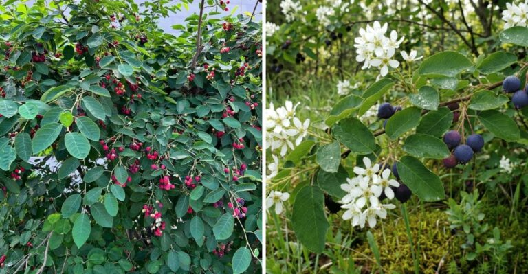 The Native North Carolina Shrub That Beats Everything Else For Early Spring Blooms And Summer Berries