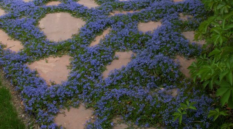 Native Arizona Ground Covers That Stay Green And Soft Under Bare Feet All Summer