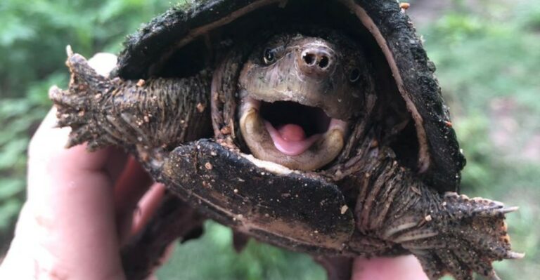 Why Baby Snapping Turtles Are Wandering Through New York Yards This Fall And What To Do