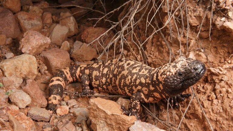 The Meaning Behind Seeing A Gila Monster In Your Arizona Yard For The First Time In Years