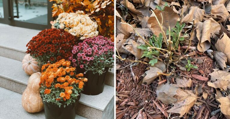 9 Mum Mistakes Virginia Gardeners Keep Making At Fall Nurseries
