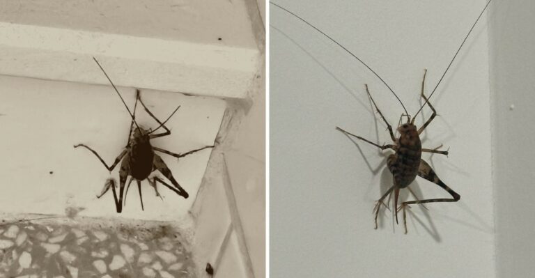 The Long-Legged Jumper Turning Up In Kentucky Basements This Month