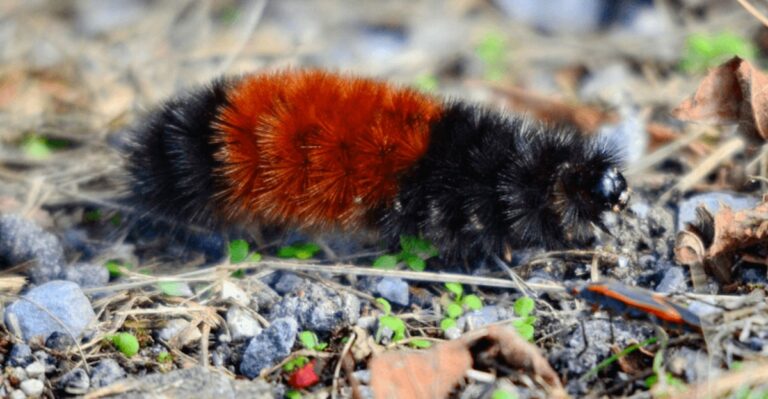 What It Means When You Spot A Woolly Bear Caterpillar In Your Pennsylvania Yard