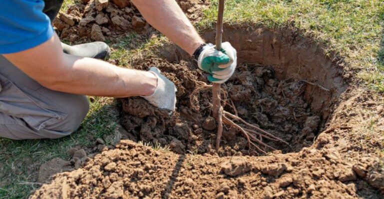 Why Georgia Gardeners Should Plant Trees This Fall Instead Of Waiting For Spring