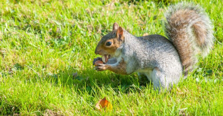 What It Means When Squirrels Bury Acorns All Over Your Michigan Lawn