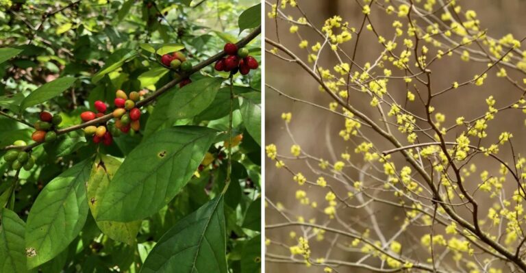 The Reasons To Plant Spicebush In Your Pennsylvania Yard And How To Get One Started This Fall