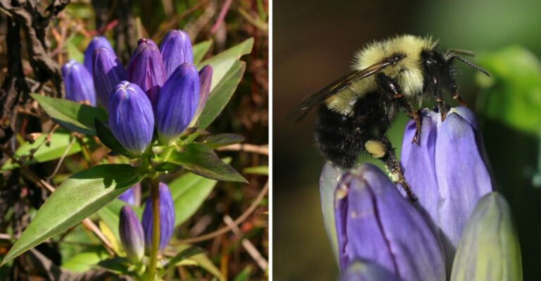 A Blue Iowa Wildflower That Never Opens Its Petals Is Blooming Mostly For Bumblebees Right Now