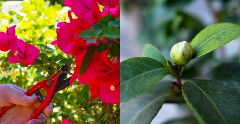 The California Shrubs To Prune In September And The Ones To Leave Alone