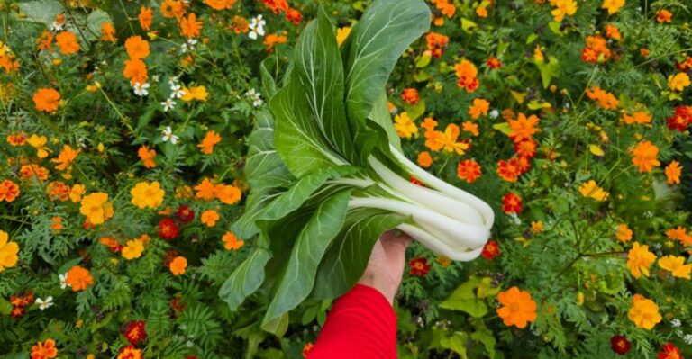 What To Direct Sow In Oregon During This Week’s Dry Spell For A Late Fall Harvest