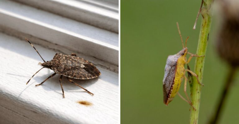 Why Brown Marmorated Stink Bugs Are Suddenly Crawling Into Pennsylvania Homes