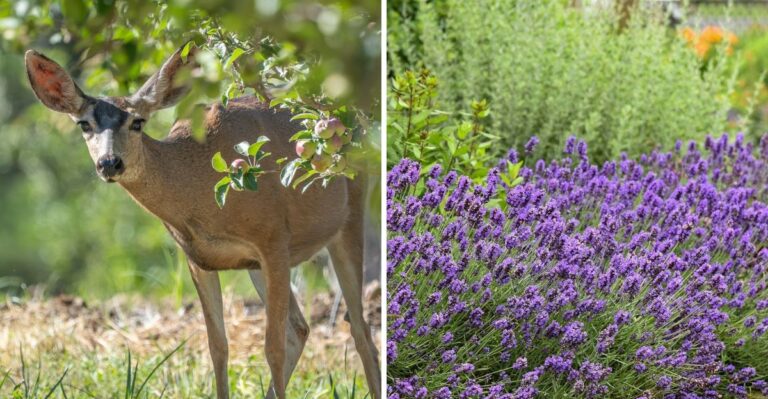 What To Know About Deer Damage In North Carolina Before It Becomes A Problem This Fall