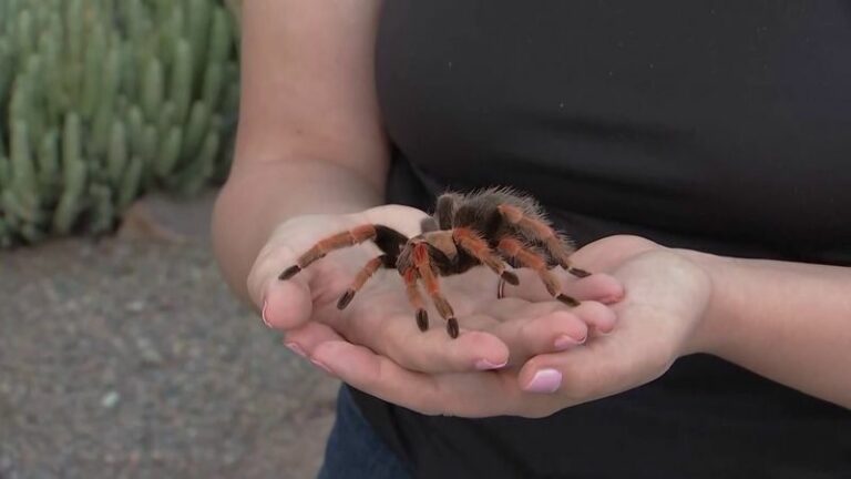Why You’re Suddenly Seeing More Giant Desert Spiders Around Arizona Homes This Fall