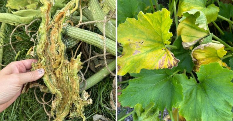 Don’t Ignore Wilting Zucchini Leaves In Your Ohio Garden Today