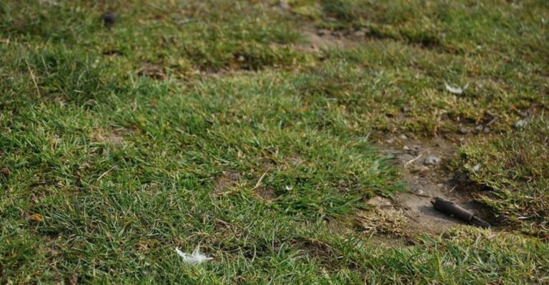 9 Reasons Your Lawn Stays Thin No Matter How Much You Fertilize