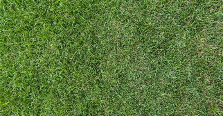 Bare Spots In Your Ohio Lawn? Don’t Wait Until Spring To Reseed Them
