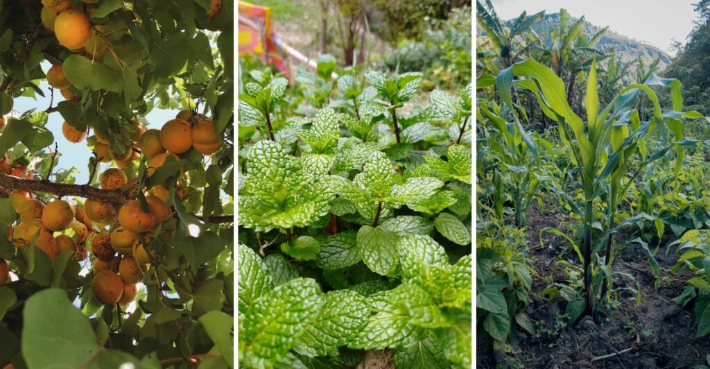 10 Plants To Never Grow Near Peppers In Your Garden