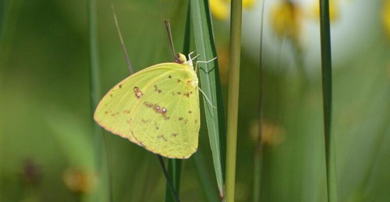 Georgia Homeowners May Notice Hundreds Of Yellow Butterflies Moving Through Yards This Fall