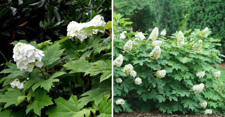 The Native Shrub Every Pennsylvania Nursery Can’t Keep In Stock