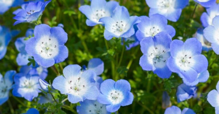 7 California Wildflower Seeds You Should Scatter Before October Rain