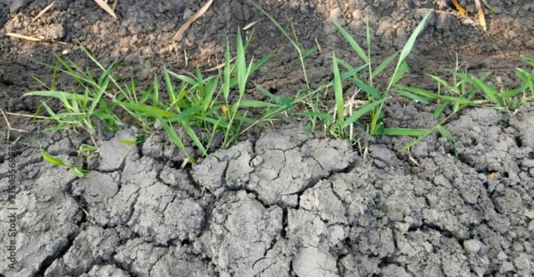 What Drought Stressed North Carolina Soil Is Telling You This September