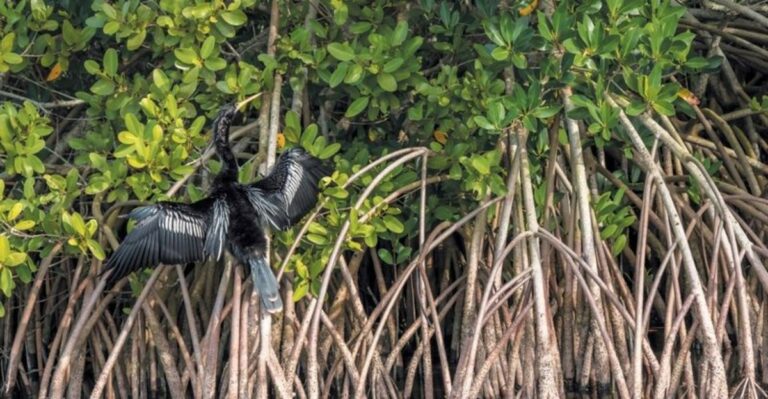 Before You Plant A Florida Mangrove, Know These Things About Property Lines