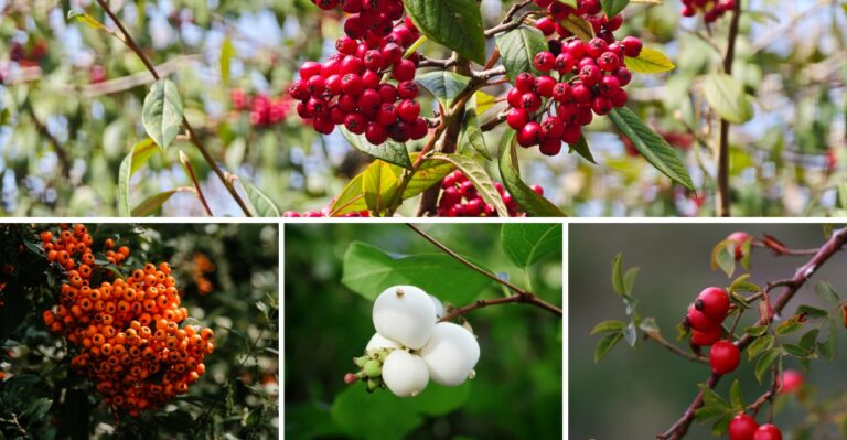12 Shrubs With Colorful Berries That Feed Birds Through The Long Winter Months