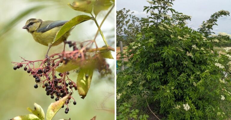 The Pennsylvania Native Shrub That Does More For Your Yard Than Any Other