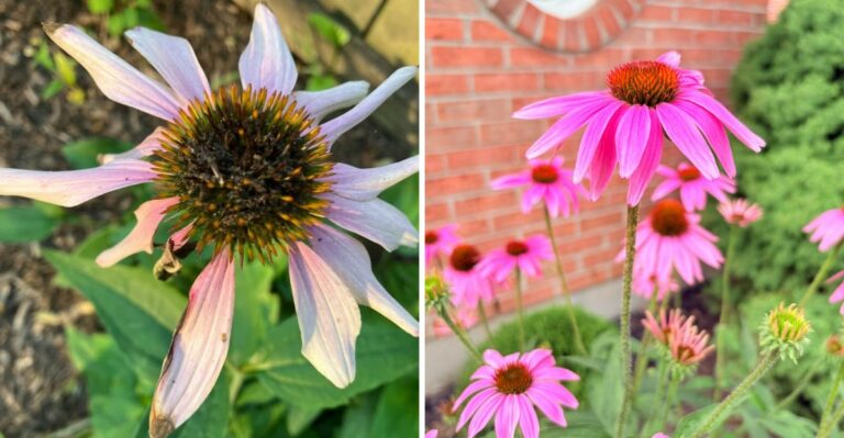 Where Not To Plant Coneflowers In New York And Where They Thrive Best