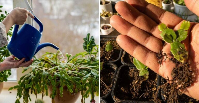 How To Bring Your Pennsylvania Christmas Cactus Back To Life