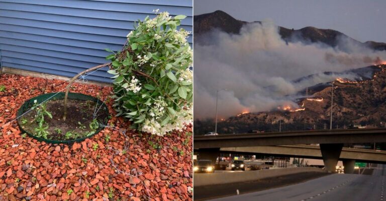 Why This Week’s Wind Advisory Is More Dangerous For Your California Garden Than The Heat Was
