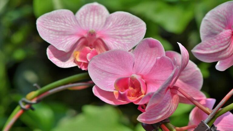 Your orchid isn’t dead – here’s how to coax it back into bloom on an Oregon windowsill