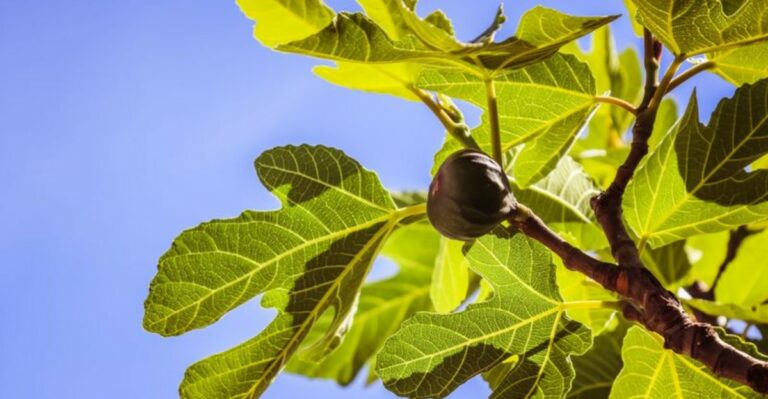 The Tiny Beetle That Can Ruin Ripe California Figs Before Harvest