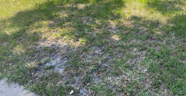 Should You Repair Bare Spots In Florida St. Augustine Grass In September Or Wait
