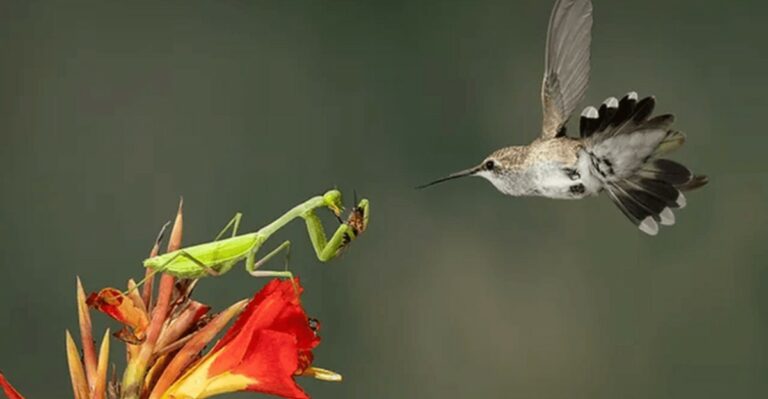 Hummingbird Predators And Pests To Keep Away From Michigan Feeders