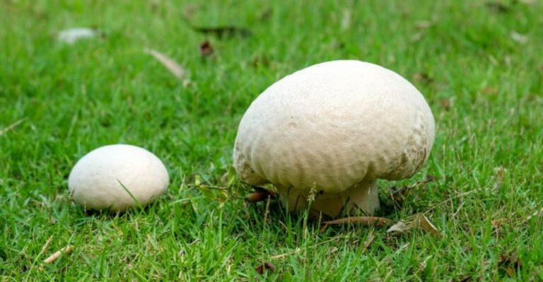 White Balls Appearing Overnight In Indiana Lawns Are Not Something Anyone Planted
