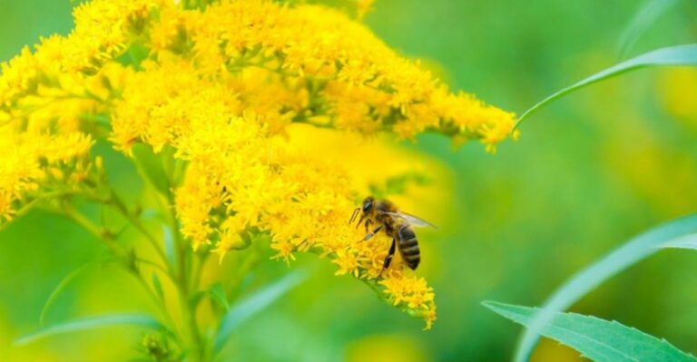 The Native Ohio Wildflower That Blooms Golden Through The First Frost