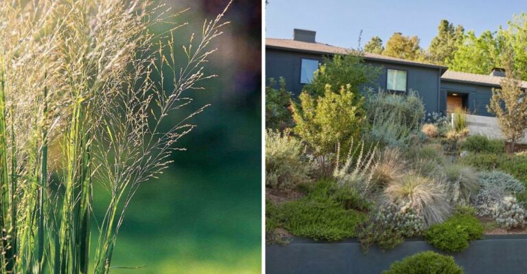 This Texas Native Plant Can Help Keep Sloped Yards From Washing Out