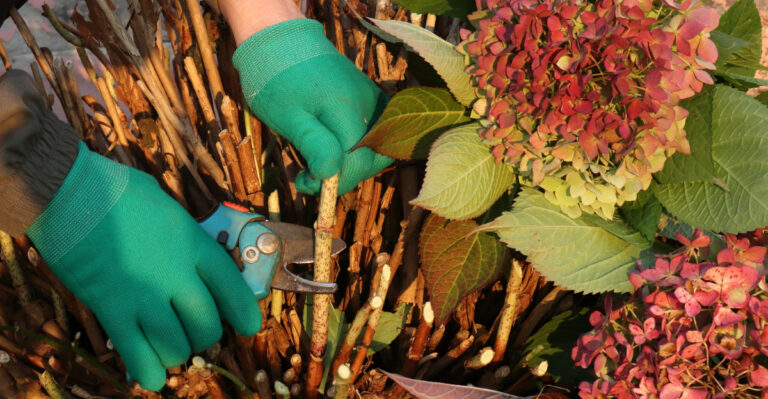 The Hydrangea Pruning Rule Every Pennsylvania Homeowner Should Know
