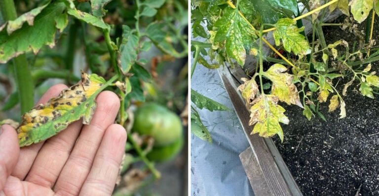 Never Leave Blighted Tomato Leaves On The Ground After Ohio Storms